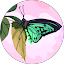 Jo Mebane Avatar